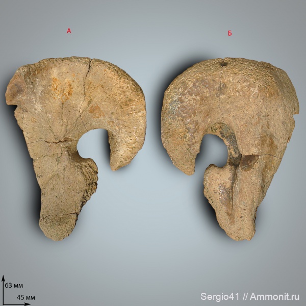 рептилии, мозазавры, Волгоградская область, Волгоград, Plioplatecarpus, квадратная кость, Plioplatecarpinae