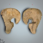 Левая квадратная кость Plioplatecarpus marshi Dollo 1882