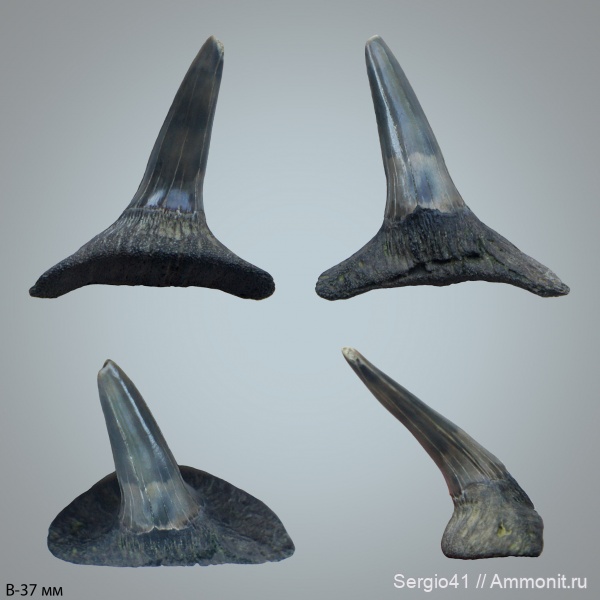 палеоген, Sphenodus, Волгоград, Eychlaodus