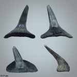 Зуб реликтовой акулы Eychlaodus