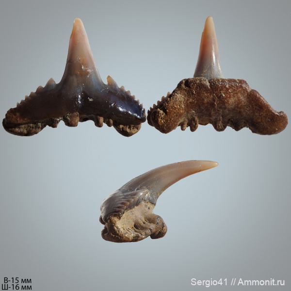 маастрихт, Synechodus, Волгоград, Synechodus faxensis