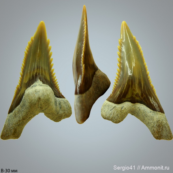 зубы, акулы, Hemipristis, Hemipristis serra, USA