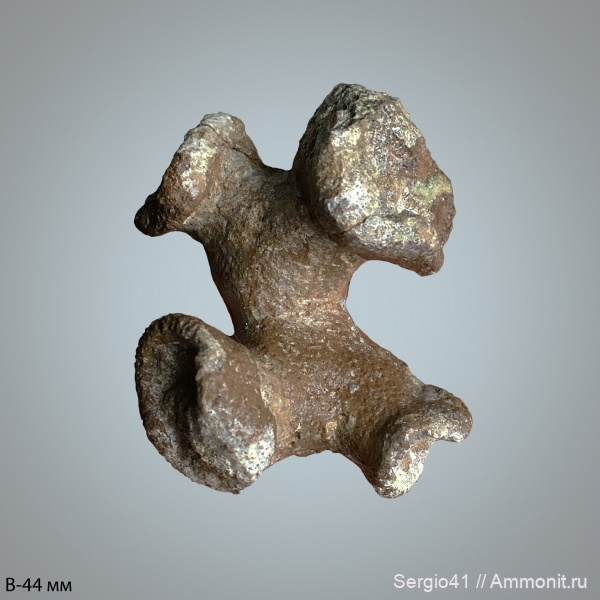 мел, губки, сеноман, Paracraticularia, Волгоград