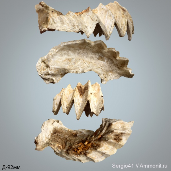 Lopha, сеноман, устрицы, Волгоград