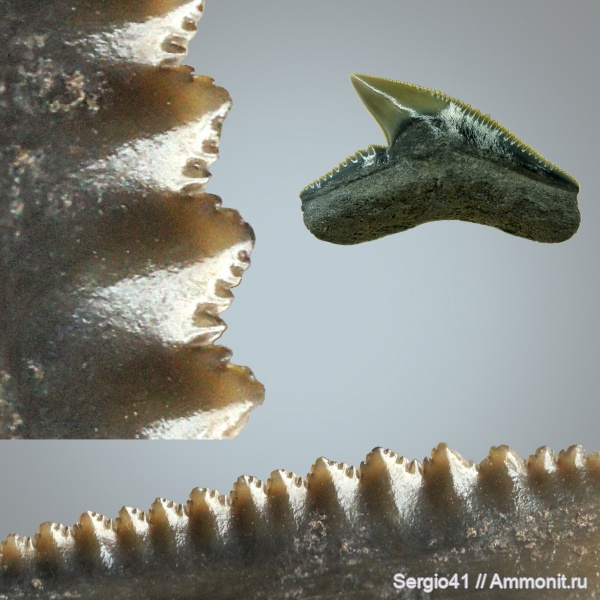 зубы, миоцен, Galeocerdo, USA, тигровая акула