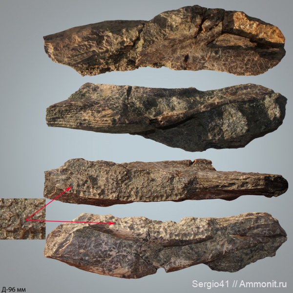 рыбы, маастрихт, челюсти, Волгоград, Maastrichtian, Cretaceous, sharks