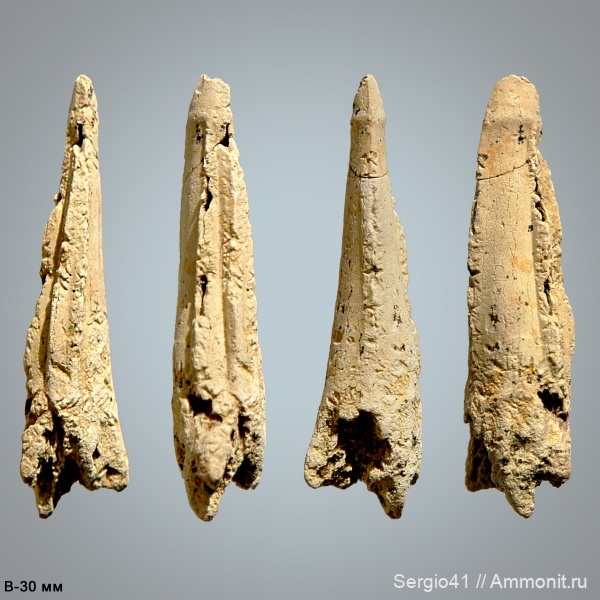 маастрихт, каракатицы, Beloptera, Волгоград, гладиус