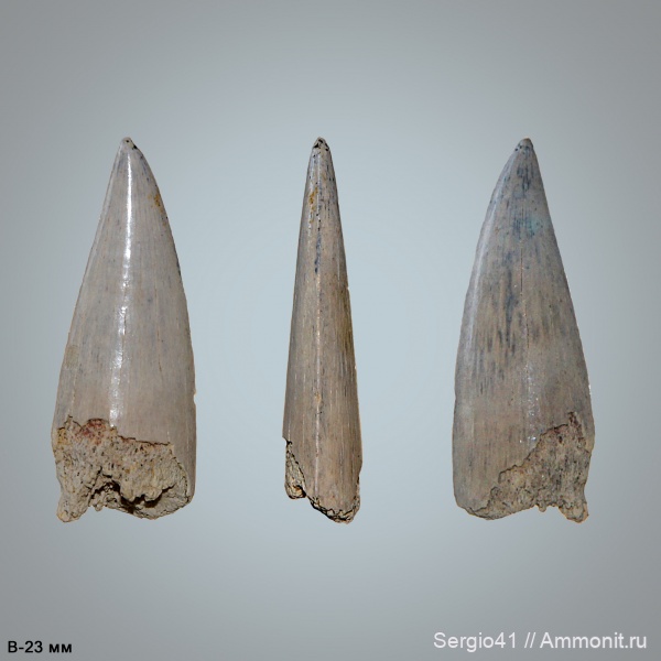мел, рыбы, сеноман, Protosphyraena, Волгоград, Cenomanian, Cretaceous