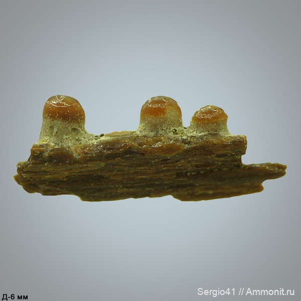 рыбы, Pycnodus, кампан, Pycnodontiformes, Волгоград, Campanian, fish