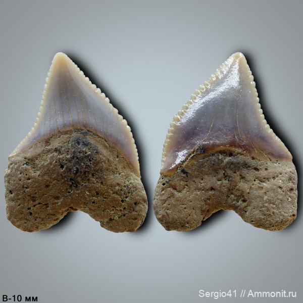 мел, Squalicorax, кампан, Волгоград, Campanian, Cretaceous, Squalicorax cf. kaupi