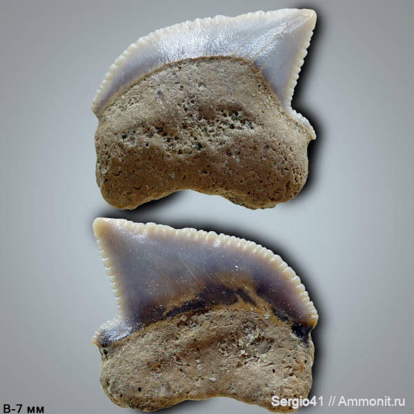 мел, Squalicorax, кампан, Волгоград, Campanian, Cretaceous, Squalicorax cf. kaupi