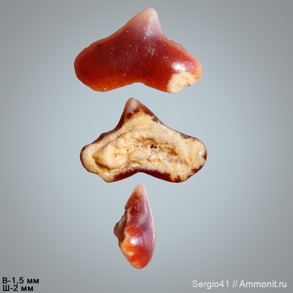зубы, акулы, маастрихт, Волгоград, Maastrichtian, Cretaceous, Palaeogaleus, Palaeogaleus faujasi