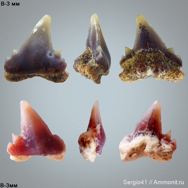 зубы, акулы, маастрихт, Волгоград, Maastrichtian, Cretaceous, Palaeogaleus, Palaeogaleus faujasi