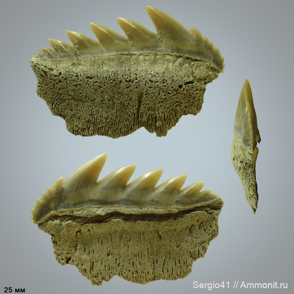 США, миоцен, Notorynchus, Miocene