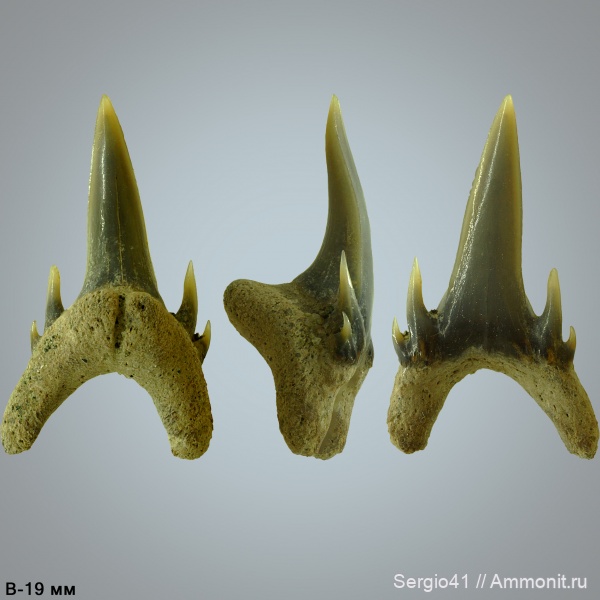 зубы, акулы, маастрихт, Palaeohypotodus, Волгоград, Maastrichtian, Cretaceous, Palaeohypotodus bronni