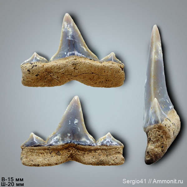 зубы, акулы, маастрихт, Cretalamna, Cretalamna appendiculata, Волгоград, Maastrichtian, Cretaceous