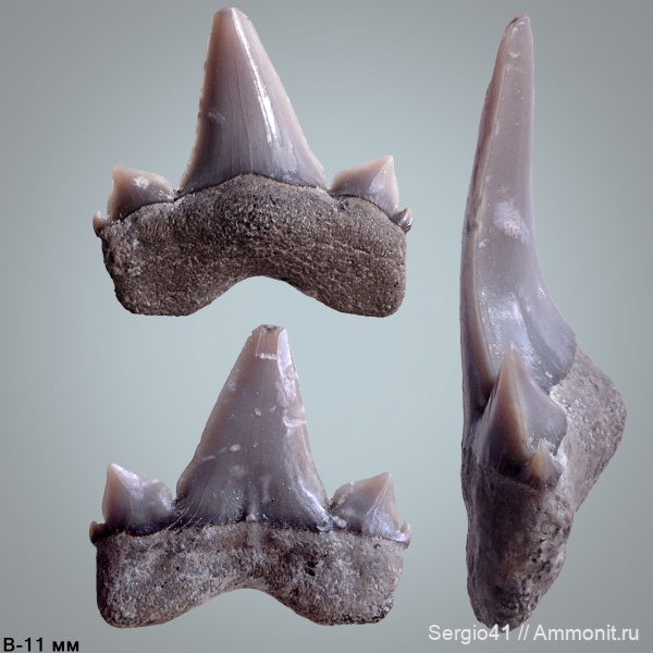 Cretalamna, Cretalamna appendiculata, кампан, Волгоград, Campanian, Cretolamna sarcoportheta