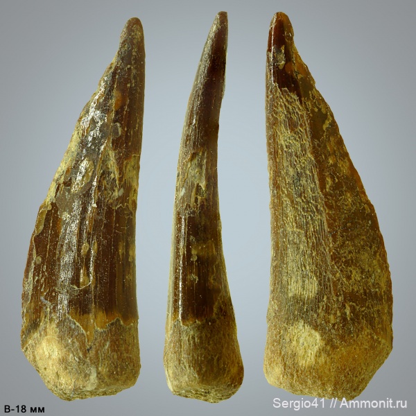 рыбы, маастрихт, костистые рыбы, Волгоград, Maastrichtian