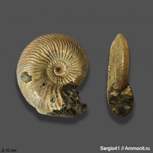 аммониты, Quenstedtoceras lamberti, Дубки