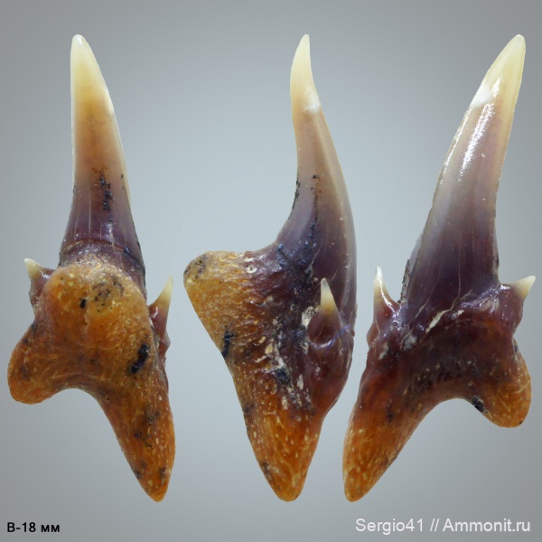 мел, маастрихт, Carcharias, Волгоград, симфизные зубы, Carcharias gracilis