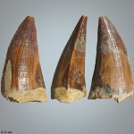Зуб Mosasaurus