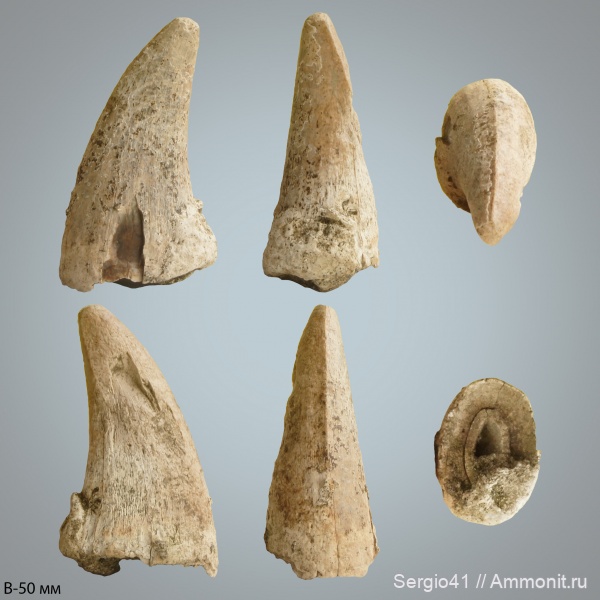 рептилии, мел, зубы, мозазавры, кампан, Mosasaurus, Mosasauridae, Волгоград, Clidastes, Campanian, Cretaceous
