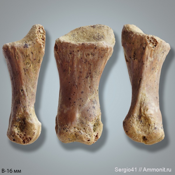 мел, черепахи, маастрихт, Волгоград, фаланги, элемент ласта морской рептилии