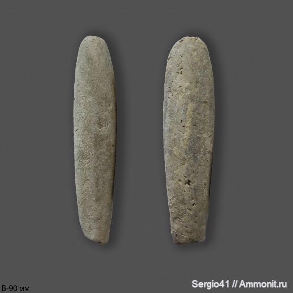 белемниты, мел, Belemnitella mucronata, кампан, Волгоград, Campanian, Cretaceous, belemnites, Belemnellocamax mamilatus