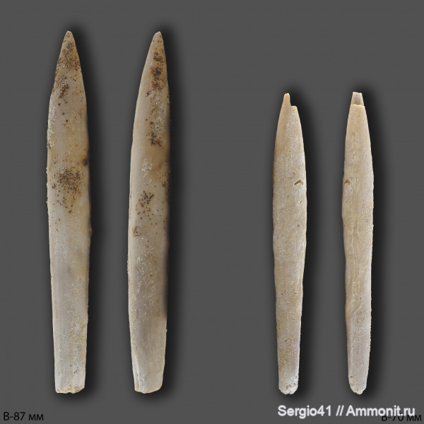 белемниты, мел, сеноман, Волгоград, Cenomanian, Cretaceous, belemnites