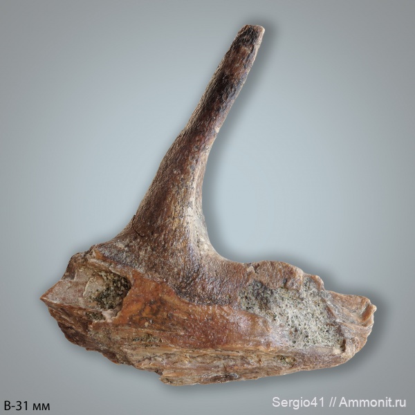 рыбы, зубы, маастрихт, Enchodus, Волгоград, Maastrichtian, Enchodus faujasi