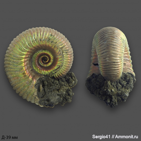 аммониты, юра, келловей, Дубки, Eboraciceras, Eboraciceras carinatum, Callovian, Jurassic