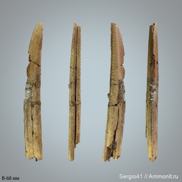 мел, рыбы, химеры, маастрихт, плавниковые шипы, Chimaeriformes, Волгоград, ихтиодорулиты, Maastrichtian, Cretaceous