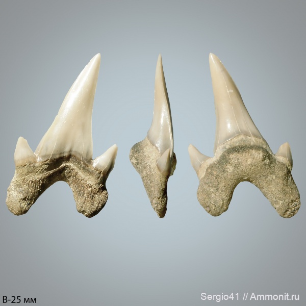 мел, Archaeolamna, кампан, Волгоград, Archaeolamna kopingensis, Campanian, Cretaceous