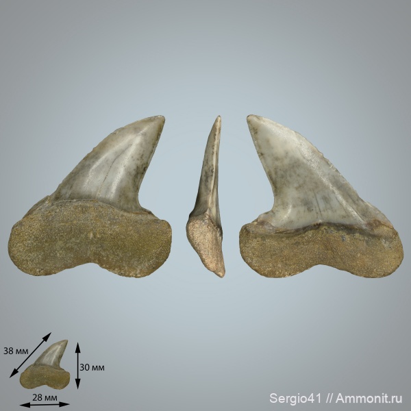 США, миоцен, Macrorhizodus, Miocene, Isurus planus, Cosmopolitodus planus