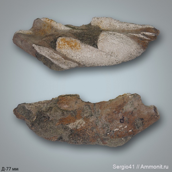 мел, химеры, маастрихт, Ischyodus, Волгоград, Maastrichtian, Cretaceous, Ischyodus rayhaasi