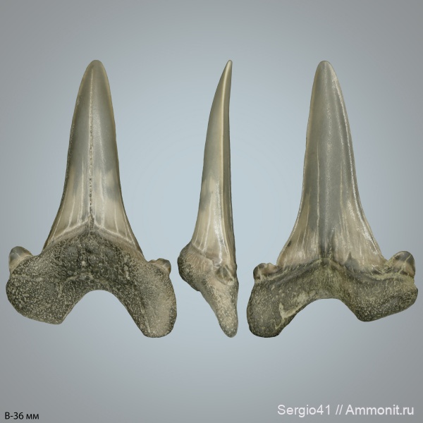 зубы, палеоцен, Cretalamna, Otodus, Otodus obliquus, Волгоград, танет, Otodus minor, зеландий, Selandian, Thanetian