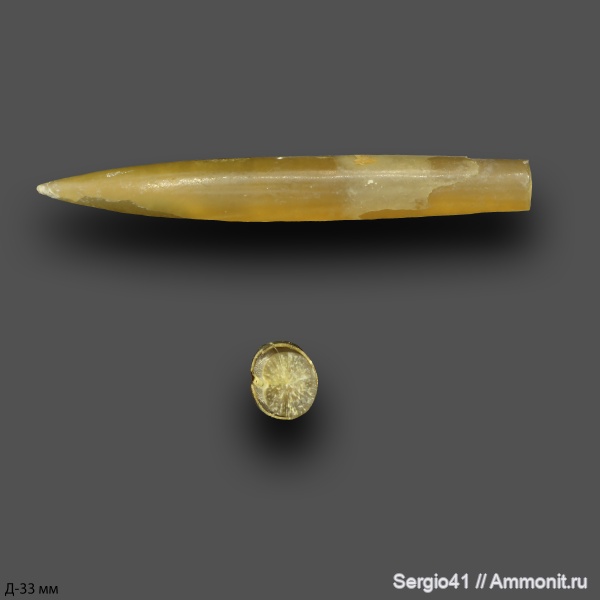 белемниты, юра, Hibolites, келловей, Волгоград, Callovian, Jurassic