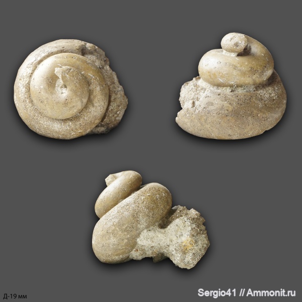 сеноман, Trochidae, Волгоград, Cenomanian