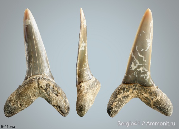 эоцен, зубы акул, Striatolamia, Striatolamia macrota, верхний эоцен, Волгоград, Upper Eocene, shark teeth