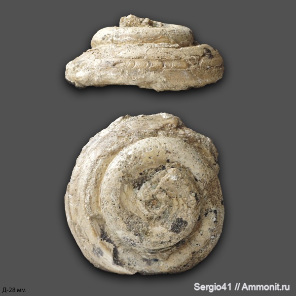 сеноман, Trochidae, Волгоград, Cenomanian