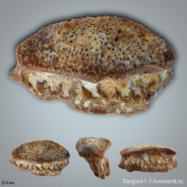 рыбы, зубы, Carboniferous, нижний карбон, Oxytomodus, Thrinacodus, шипы, Заборье