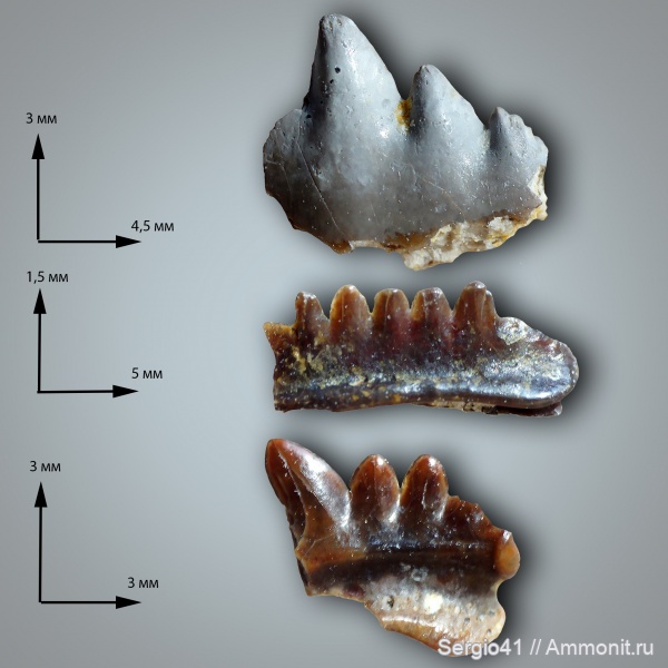 рыбы, зубы, Carboniferous, нижний карбон, Harpacodus, Pristodus, Заборье