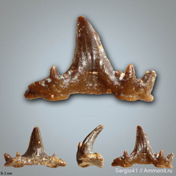 рыбы, зубы, Carboniferous, Glikmanius, нижний карбон, Заборье