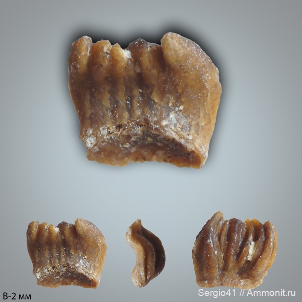 рыбы, Carboniferous, нижний карбон, чешуя, Заборье