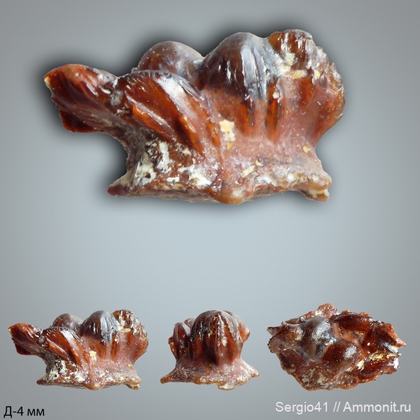 рыбы, зубы, Carboniferous, Petrodus, нижний карбон, чешуя, Заборье