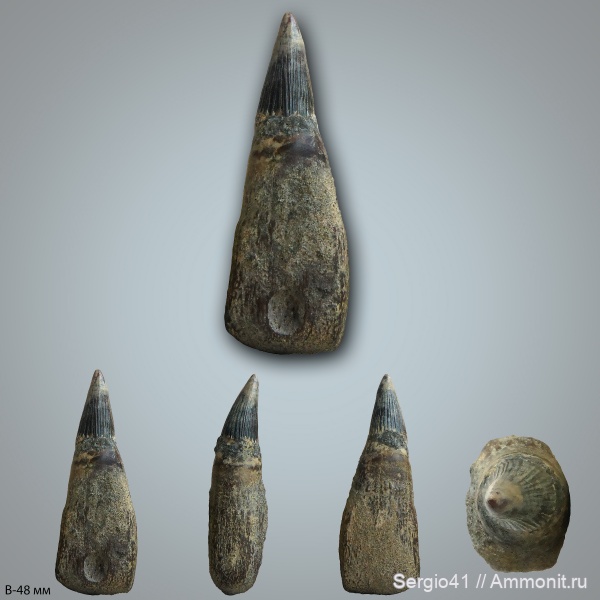 рептилии, мел, водные рептилии, ихтиозавры, зубы, верхний мел, сеноман, Platypterygius, зубы рептилий, Фокинский карьер, Cenomanian, Cretaceous, Upper Cretaceous, teeth, Фокино