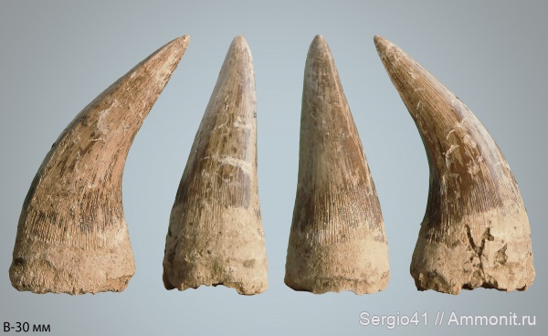 рептилии, мозазавры, маастрихт, Волгоградская область, Волгоград, Plioplatecarpus, Maastrichtian, Cretaceous