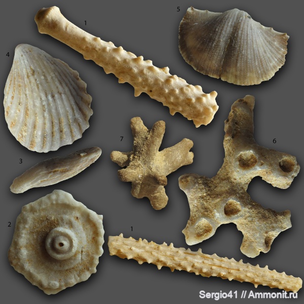 брахиоподы, морские ежи, морские лилии, кораллы, губки, Гжель, Archaeocidaris, Carboniferous, Aulopora, Fusulina, Chonetinella uralica, Hustedia pseudocardium, Catacrinidae, Gzhelian