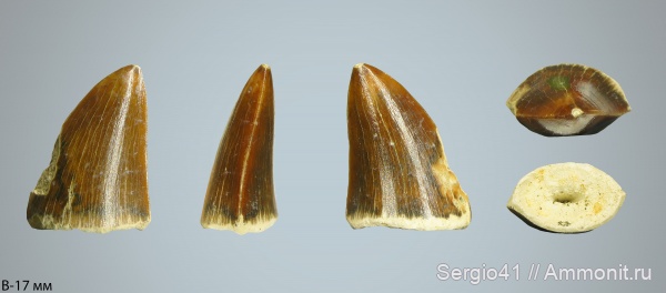 мел, мозазавры, маастрихт, Mosasauridae, Prognathodon, Волгоград, Maastrichtian, Cretaceous