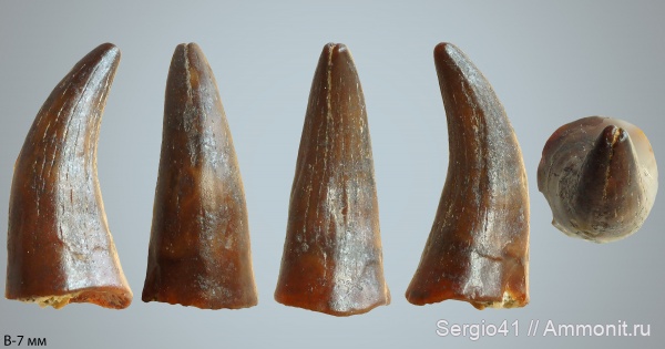 триас, зубы, текодонты, Волгоград, Triassic, зубы амфибий, Thecodontia